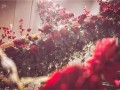 上海游艇结婚典礼特征?上海游轮结婚典礼场地推荐?